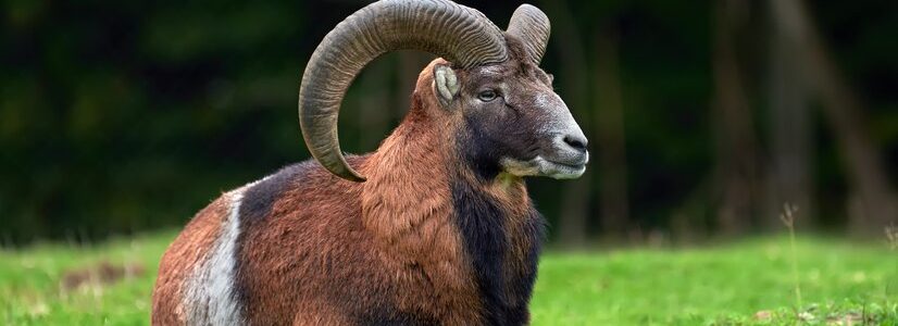 Saturn Transit to Capricorn.